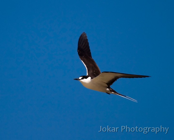 Lord Howe Island_20061208_087.jpg